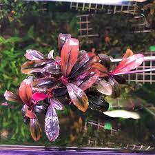 Bucephalandra Sp Variegated Leaf Ultra Rare Bettafish Aquarium Fish Fishtank Tropicalfish Freshwater Bons Freshwater Plants Aquatic Plants Plant Sale