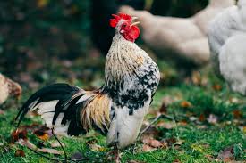 Black and white rooster with green tail. Rooster Crowing Pictures Download Free Images On Unsplash