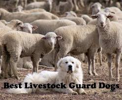 The 5 Best Livestock Guard Dogs For Sheep Goats And Other Herds These Pictures Descriptions And Videos Of Th In 2020 Best Guard Dogs Guard Dogs Big Dog Little Dog