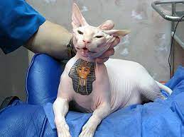 Animism has its roots in the most ancient tribal and indigenous populations, who prior to modern day religion found meaning and purpose in the world around them. Egyptian Animal Tattoos Bald Sphinx Cat Has A Real Tutankhamen Tattoo