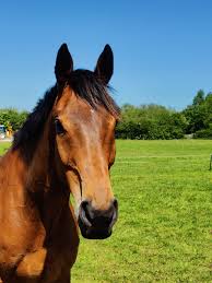 Avondale series of equestrian...