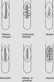 Colony Morphology Of Various Bacteria Laboratoryinfo Com