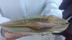Scalloping, shark fishing and flats fishing! Ghost Shark Egg Find A Treat False Bay Echo