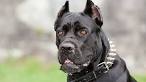 Cane Corso price range. How much does a Cane Corso puppy cost?
