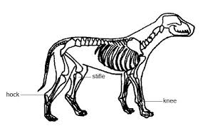 It acts as a safeguard for your dog's organs against any kind of external force, blows, or attack. Anatomy And Physiology Of Animals The Skeleton Wikibooks Open Books For An Open World