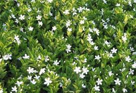 Image result for Wrightia