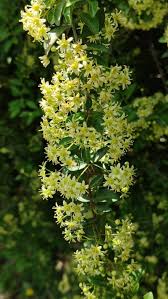 Image result for Putterlickia