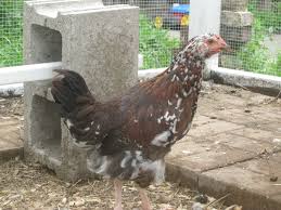Maybe you would like to learn more about one of these? Speckled Sussex Roo Or Hen Backyard Chickens Learn How To Raise Chickens