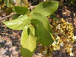 Image result for Magnistipula