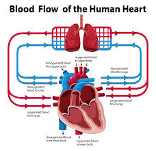 Chart Showing Blood Flow Of Human Heart Stock Vector