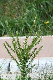 Image result for Cuviera semseii