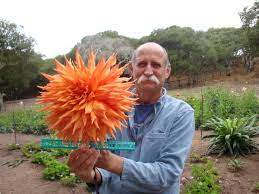 Pin By Jenni Duenes On Garden Dahlias Garden Growing Dahlias Dahlia Flower