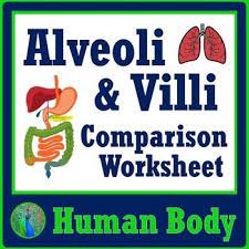 Use This Worksheet To Compare The Structure And Function Of Alveoli And Villi Great To P Human Body Systems Digestive System Worksheet Structure And Function