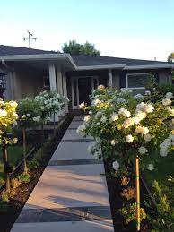 White Rose Trees Lining Pathway Willow Glen Home Rose Trees Landscape White Roses