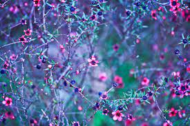 Flawer floral arrangements images floral design images floral flowers floral photography floral photos floral pictures floral plants florist shop names grow flowers to plant outside flowers to print flowers wallpaper hd full size download flowers with at flowers with its name flowers with large blooms. Nature Wallpapers Flowers Wallpapers Download Hd Wallpapers And Free Images