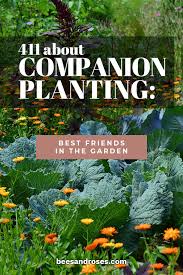 Roses need friends or companion plants around them for various reasons, including pest and disease control, longer season of interest and aesthetics. 411 About Companion Planting Best Friends In The Garden Bees And Roses