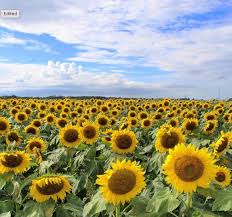 Small north fork farms had to… Sunflowers On Long Island Festivals Fields Mazes More