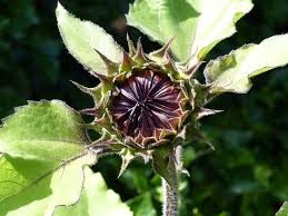 Bunga matahari itu merupakan bunga yang melambangkan ceria dan setia terhadap apa yang dimilikinya. Kuncup Bunga Matahari Kuncup Bunga Matahari Musim Panas Tanaman Alam Hijau Dekat Mekar Bunga Pxfuel