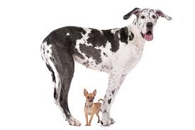 Zorka sucht liebevolle, geduldige menschen, die genug zeit haben um sich ihr zu widmen. Wie Gross Sollte Mein Hund Sein Den Richtigen Hund Wahlen Hunde
