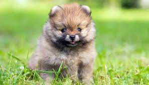 Pomeranian Prices How Much Does A Pomeranian Cost 2021 Teacup Pomeranian Cute Dogs Breeds Cute Dogs