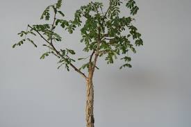 Image result for Acacia burkei
