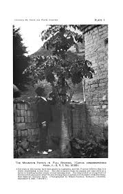 Image result for Dissotis peregrina