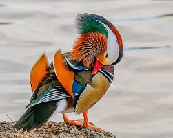Mandarin ducks belong to the genus aix , alongside the american wood duck. Mandarin Duck Preening Photograph By Morris Finkelstein