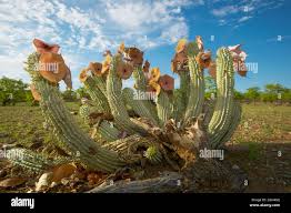 Image result for Hoodia