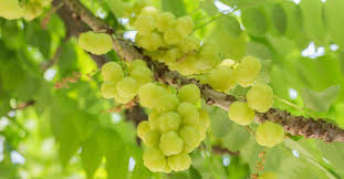 Tree fruits are subject to many problems (insects, diseases, weather extremes, wildlife) which can frustrate. 10 Fruit Bearing Trees For Your Home Garden Fruit Bearing Trees Trees
