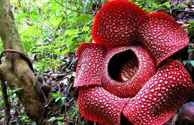 The Largest Flower In The World With Recent Flowers Found Measuring Up To 95cm 3 Feet Across There Are 55 Species Of Raf Bengkulu Large Flowers Cool Plants