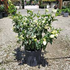 Image result for Pseudomussaenda