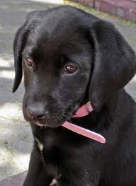 Black Australian Cattle Dog Mix Puppy Black Labrador X Blue Heeler Google Search Unique Dog Breeds Labrador Retriever Lab Dogs
