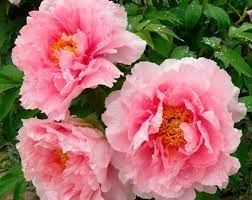 Peonies