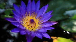 Blue Lotus Nymphaea Caerulea Is Also Known As Blue Water Lily And The Sacred Lily Of The Nile And Is An In Blue Lotus Flower Blue Lotus Organic Horticulture