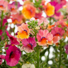 Image result for Nemesia