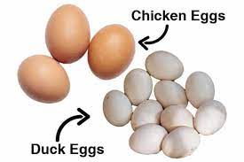 What Is The Difference Between Chicken Eggs And Duck Eggs Meek Pets