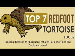 The 7 Best Foods For A Redfoot Tortoise