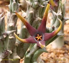 Image result for Orbea paradoxa