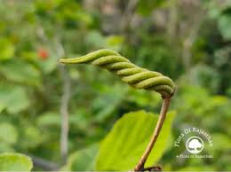 Image result for Helicteres isora