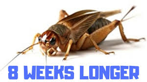 Use your prefered social media account. How To Keep Crickets Alive Alive For Over 8 Weeks Longer Youtube