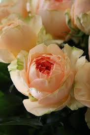 Peach Ranunculus 33 Flora Flowers Peach Ranunculus Flowers