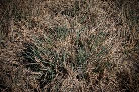 Image result for Panicum coloratum