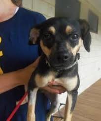 Black And Brown Terrier Dog Adopt Roux On Petfinder Rat Terrier Dogs Rat Terriers Pug Mix