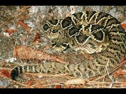 Know Your Snakes Floridas 6 Venomous Serpents News