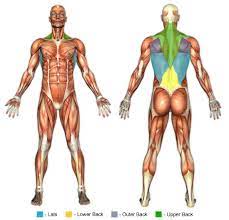 Trapezius, latissimus dorsi, levator scapulae, rhomboid minor, rhomboid major. Back Exercises Chunk Fitness