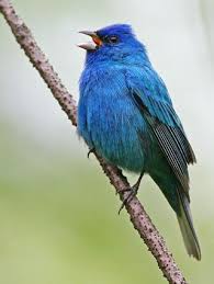 Birds Native To Michigan Pin By Jessica D On My Birding Life List Pet Birds Birds Beautiful Birds