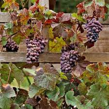 How To Grow Grapes Fruit Garden Grapes Garden Vines