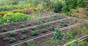 Welche pflanzen passen zusammen?nicht jede pflanze verträgt sich gut mit ihren. Gemuse Anbauen Tipps Fur Die Anbauplanung Mein Schoner Garten