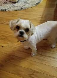 Oak ridge nj maltese meet quinoa a puppy for adoption with. Dog For Adoption Gumphy A Maltese Shih Tzu Mix In Brick Nj Petfinder
