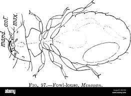 Image result for what do Mallophaga look like in dog fur